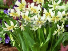 ������ �������������� ���� �����.jpg