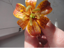 ������ �����