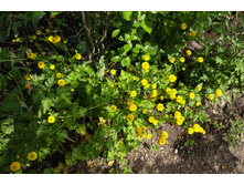 �������� �������� �����