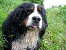 ������ ���������� )