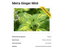 ���� Ginger Mint