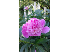 ��� ��������