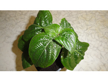 �������� ����������� (barleria obtusa)