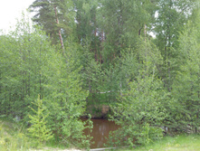 IMG 20170610 131611.jpg