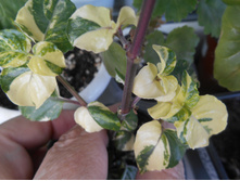 ��������� �������� �����������(Asystasia gangetica variegata)