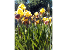 575f1e4832169 img20160612134001.jpg