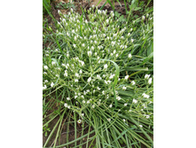 MG 20170613 171413.jpg