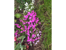 ����� ���������� ( �����, �����-�������, ������)