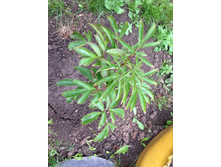 ���� (������ ���� ���� ���������) IMG 0988.JPG