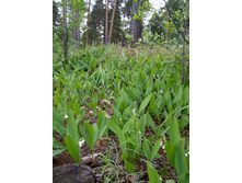 IMG 20170618 100811.jpg