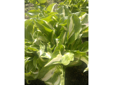 ����� "�������� ��������������"