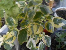 ��������� �������� �����������(Asystasia gangetica variegata)