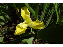 ��������� ����