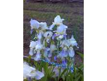 ���� ������� 50 ��� �������