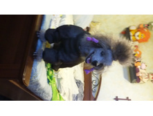 �������-�����