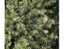 ������ �������� Foxley (Thymus pulegioides Foxley)