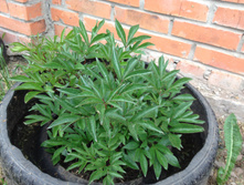 ���� ������ ������� IMG 0994.JPG