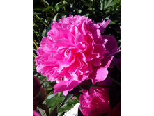 "��������� ��������"