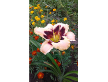 ��� ��������