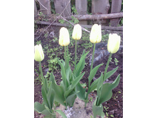 �������� Christmas Viri White � ����� �����