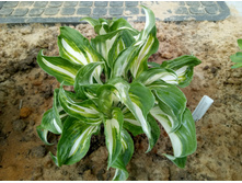 ��������������?