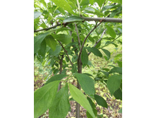 IMG 20170617 160816.jpg