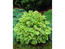 ����� ������ �����, (����).jpg