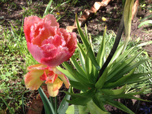 ������� ���� ��� ���� IMG 0946.JPG