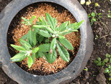 ����������� ������� (Rhododendron Helliki) IMG 0981.JPG