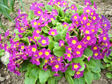 57cc3f4312a46 primulayulii.jpg