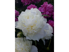 "����� �����".