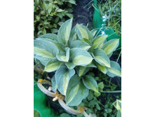 IMG 20170611 200743.jpg