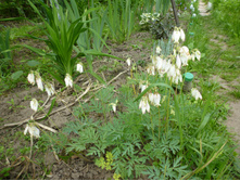 P1060284.JPG ��������