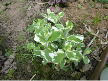 P1060287.JPG ���� ���������.