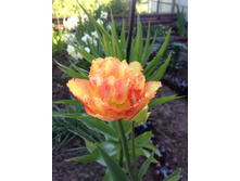 ������� ���� ��� ����