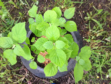 ��������� ����� IMG 0980.JPG