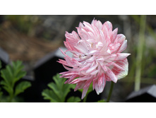 ������� ���������� ��. �������