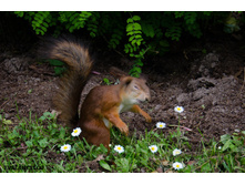 ������� ������