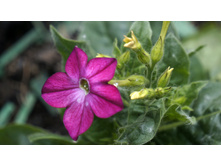 ����� �������� Saratoga Mix