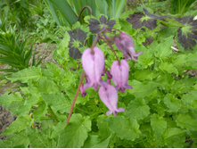 P1060285.JPG �������� ����������