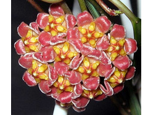 Davidcummingii (���� ����)