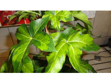 ���������� ���������� ����� ( Fatshedera lizei Silver Prince )