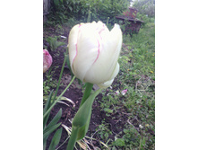 ������� NORMANDIE (���������)