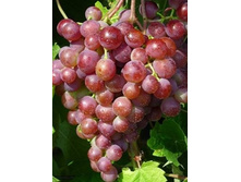 500x500.������� ������.jpg