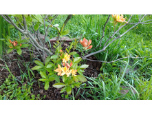 P 20170604 092318.jpg