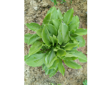 "��������������"