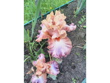 IMG 20170624 123452.jpg