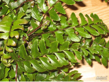 ����������� ��������� ( Didymochlaena truncatula)-