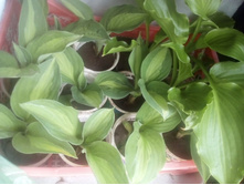 IMG 20170612 121229.jpg