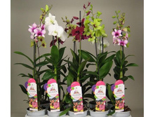 ���������������� ���� - 500 - 600 ���.